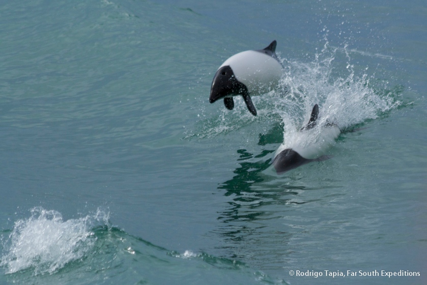 Commerson´s Dolphin, Photo © Rodrigo Tapia, Far South Expeditions