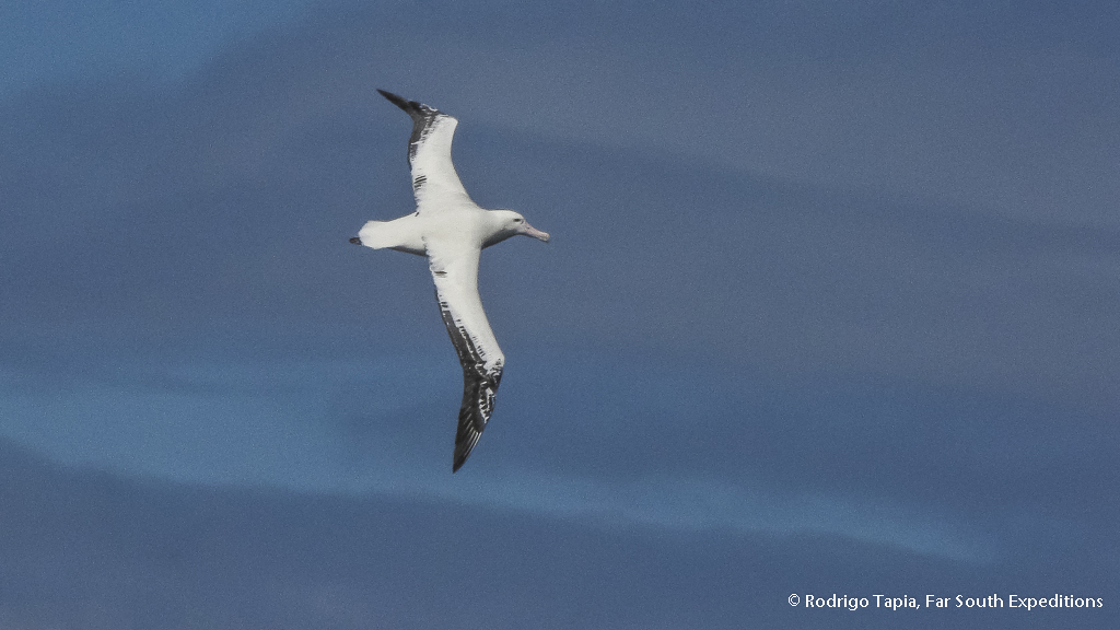 Southern Royal Albatross, Photo © Rodrigo Tapia, Far South Expeditions