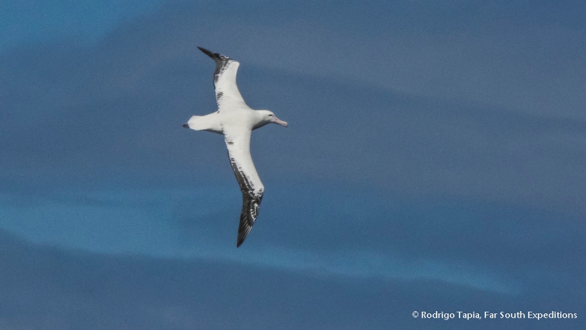Southern Royal Albatross, Photo © Rodrigo Tapia, Far South Expeditions