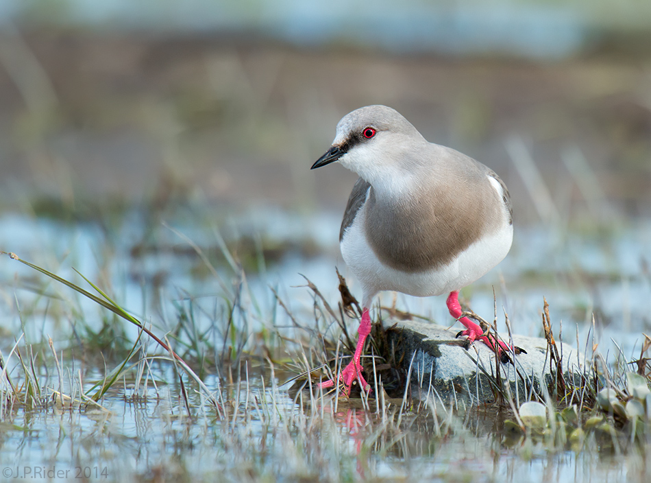 Magellanic Plover, Pluvianellus socialis, a shorebird on a class of its own